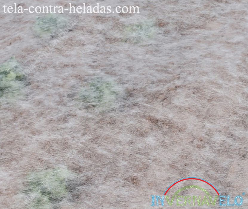 tela térmica Invernavelo protegiendo cultivos en campo