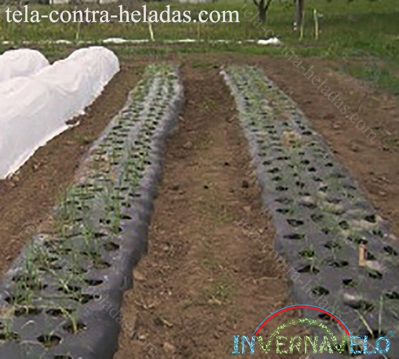 Invernavelo y Ground cover, entutorando y protegiendo cultivos.