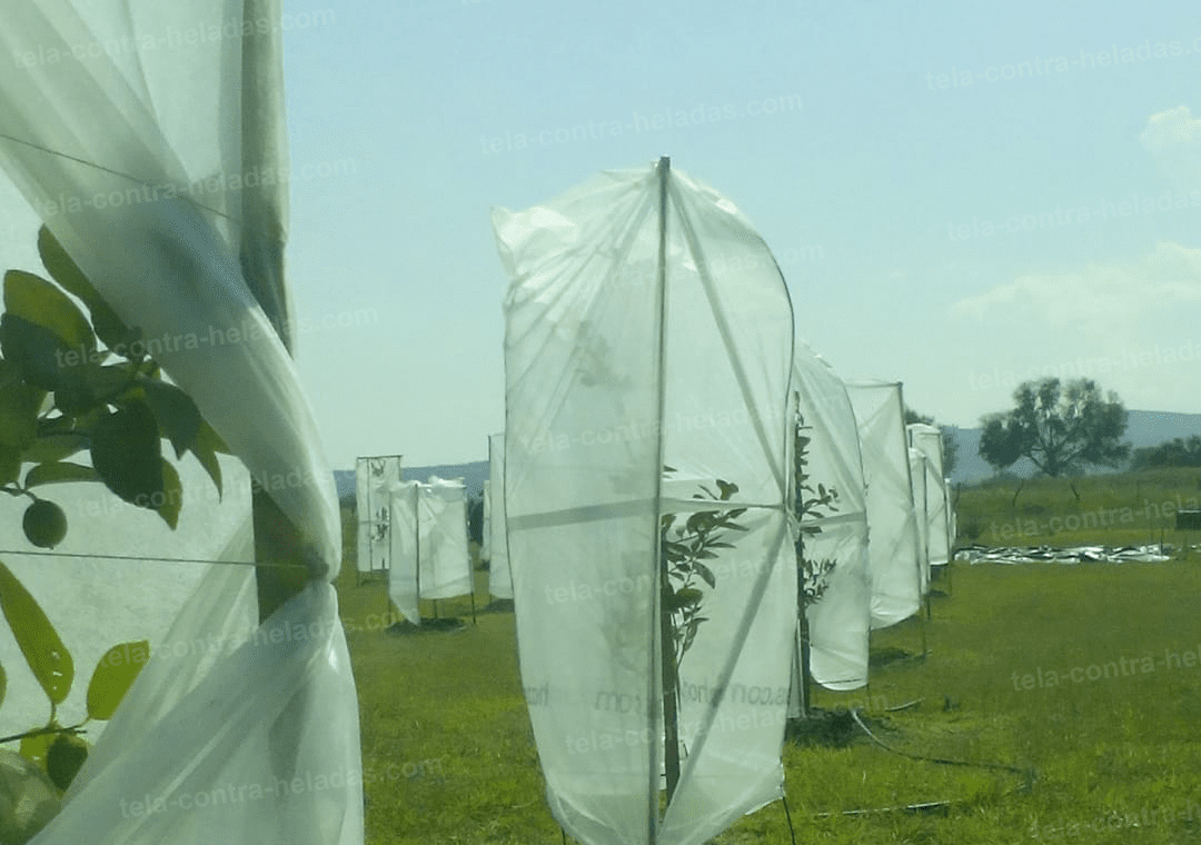 Manera adecuada para el mantenimiento a una manta térmica sobre cultivos de  plantas - Tela Contra Heladas